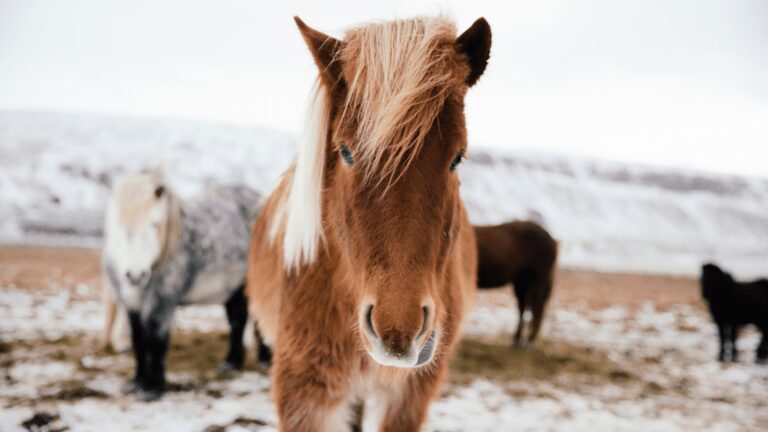 Islandia co zobaczyć zimą