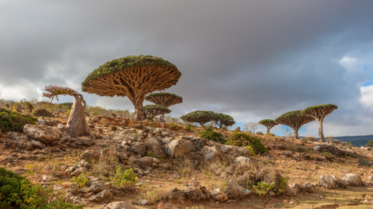 Sokotra trekking