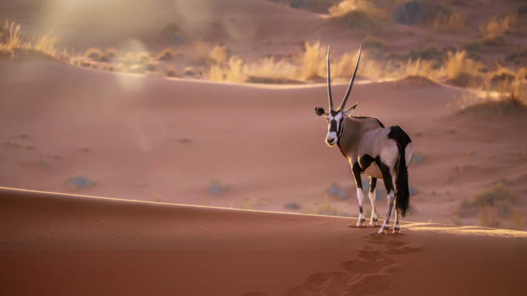 Wyprawa do Namibii