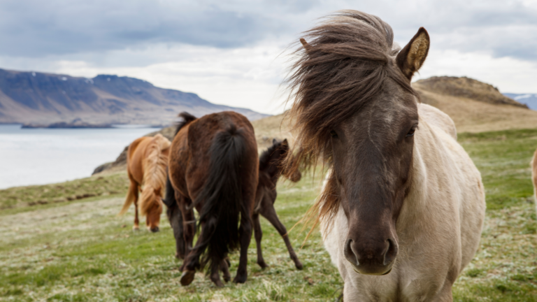 Islandia wyjazd wyprawa