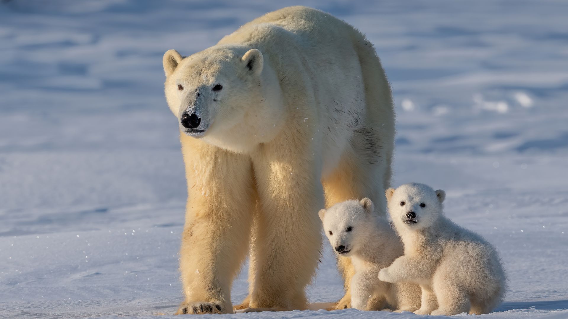 Spitsbergen