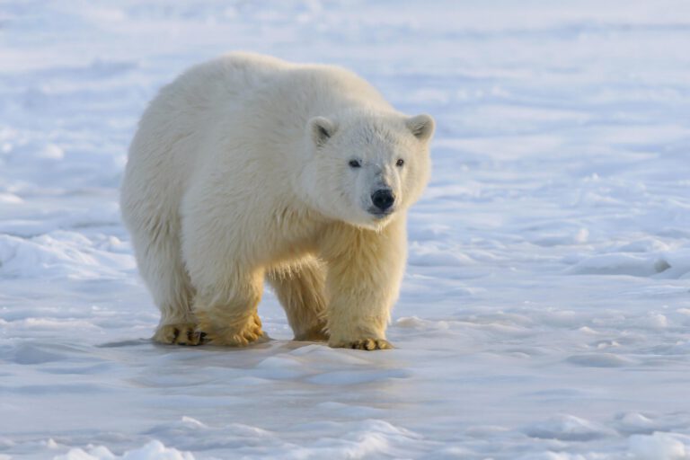 svalbard zimą