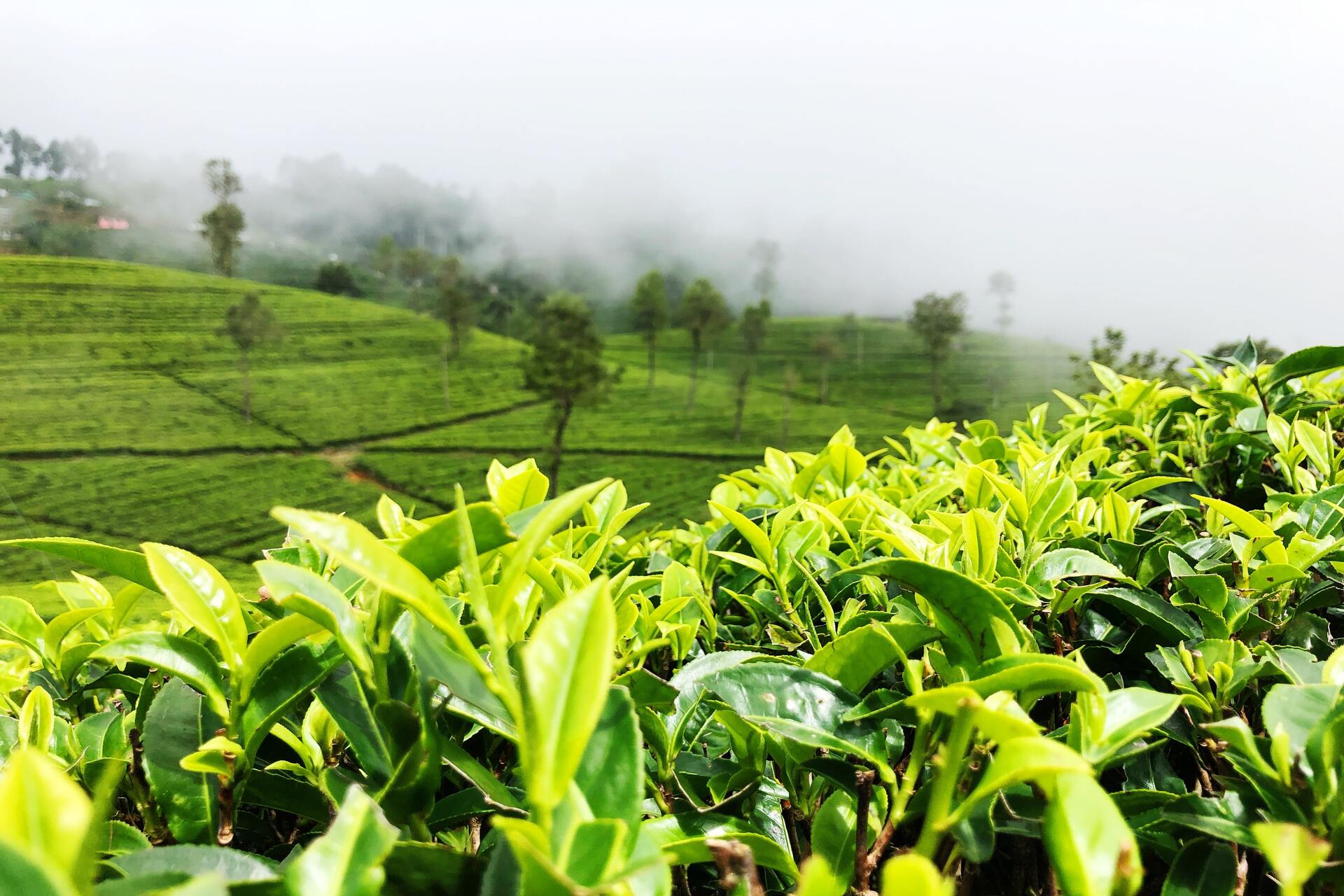 sri lanka wyjazd