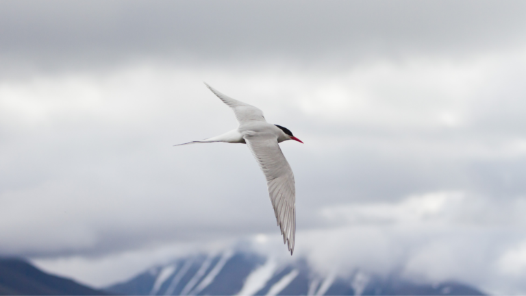 Wyjazd na Spitsbergen