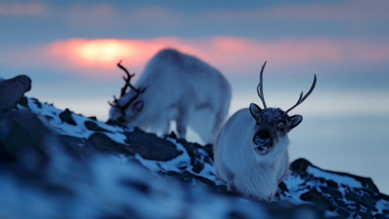 Wyjazd na Spitsbergen