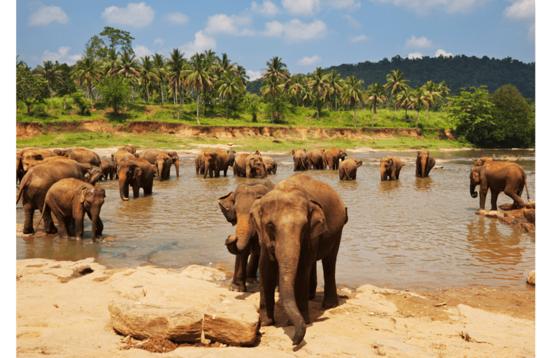 Wakacje Sri Lanka