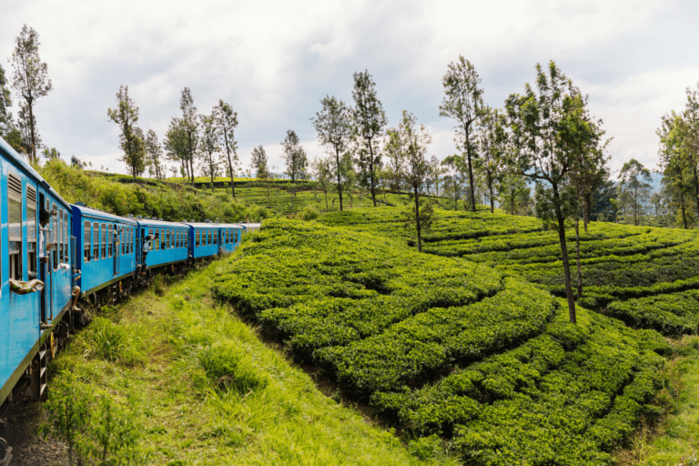 Wakacje Sri Lanka