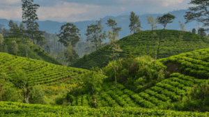 Wakacje Sri Lanka