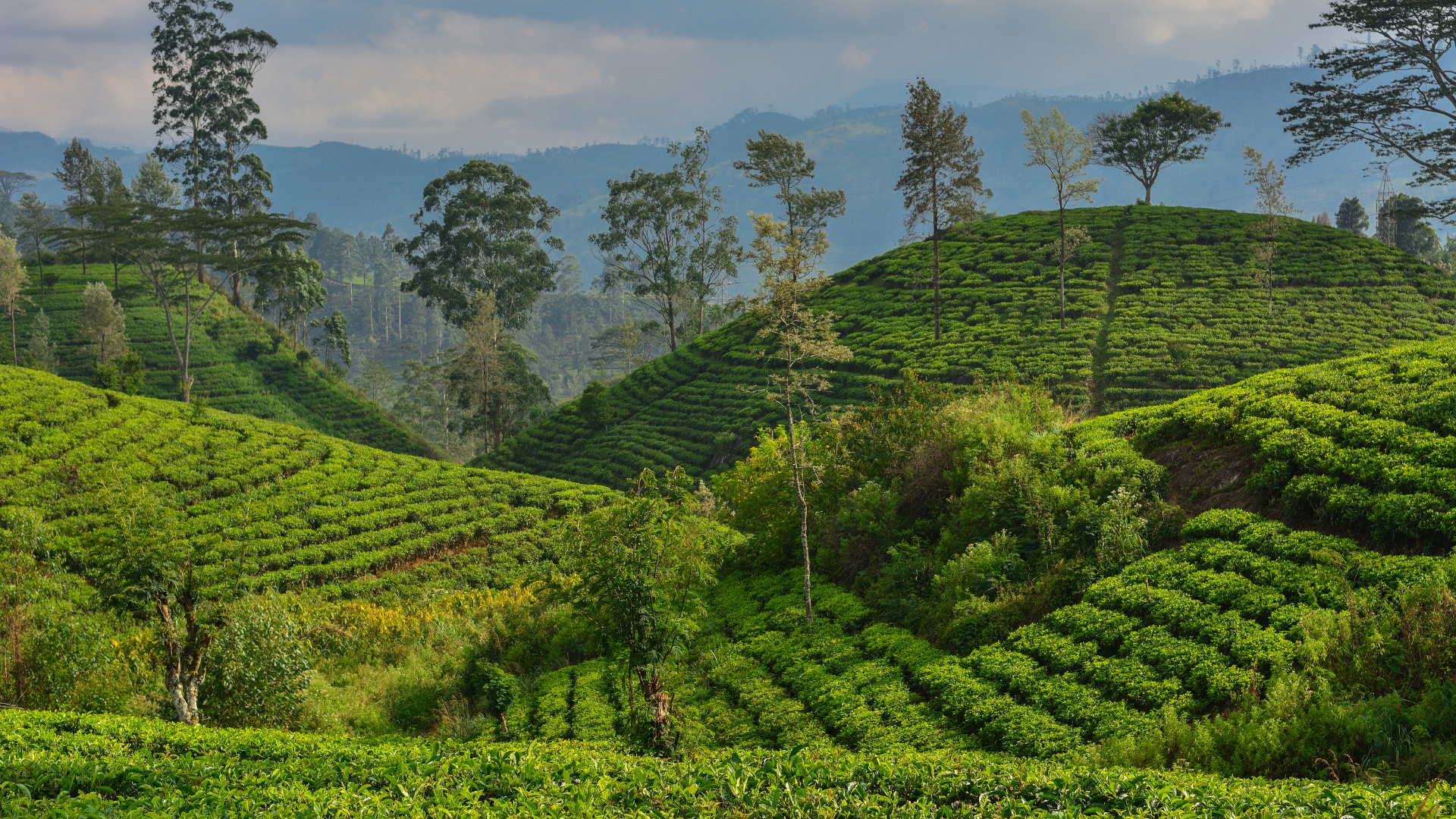Wakacje Sri Lanka