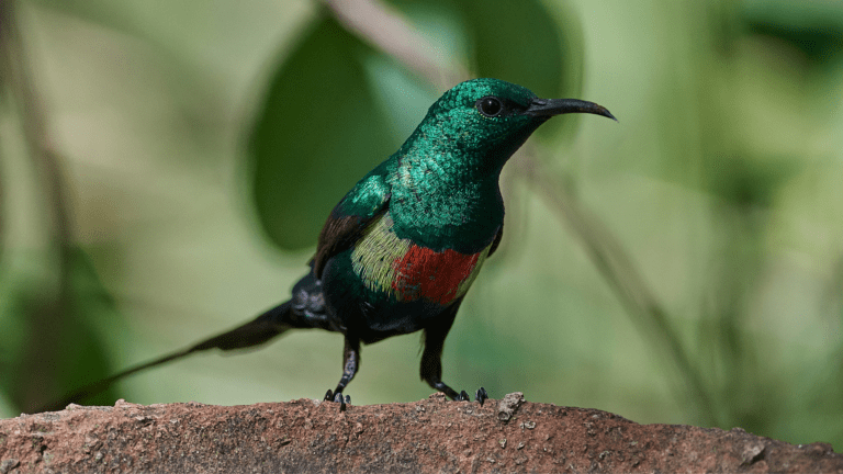 Gambia zwiedzanie