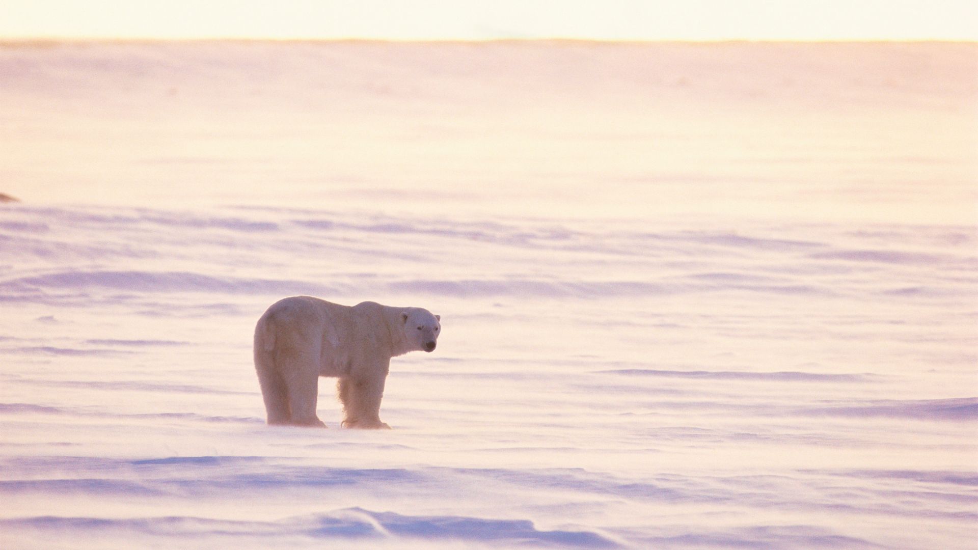 kiedy warto pojechać na Spitsbergen?