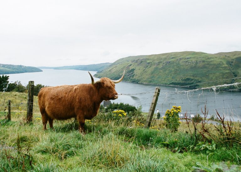 Islay whisky wyjazdy