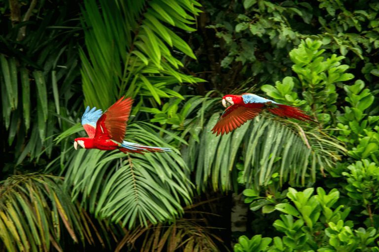 Amazonia - wycieczka