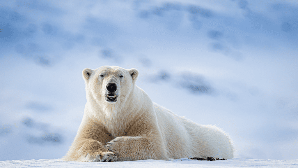 Svalbard - incentive