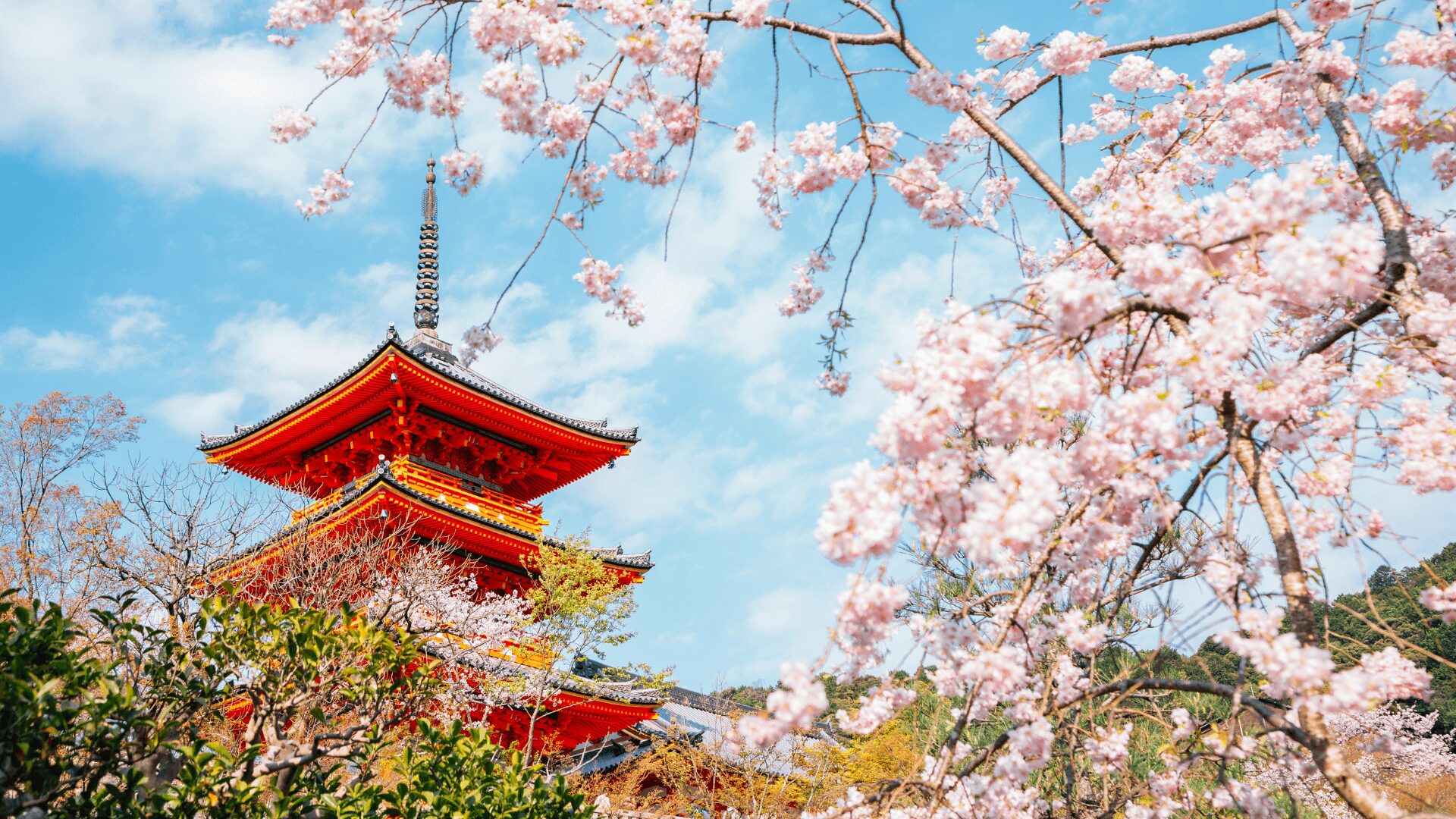 Wyjazd do Japonii szyty na miarę
