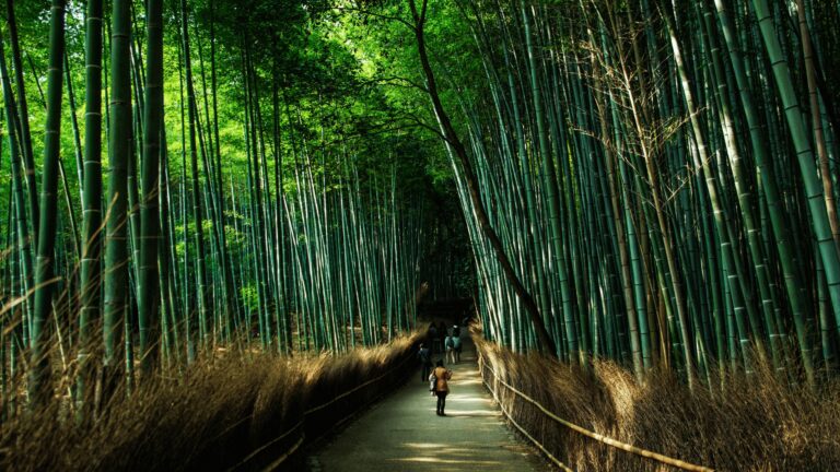 Indywidualny wyjazd do Japonii