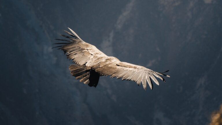 Wyjazd do Kaniony Colca