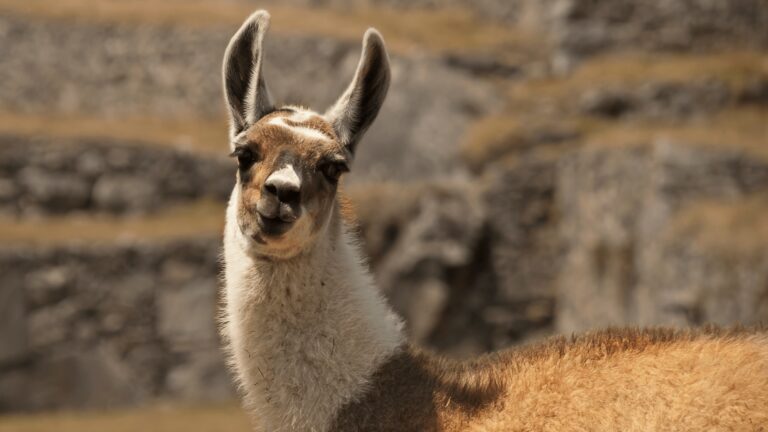 Wyjazd do Machu Picchu