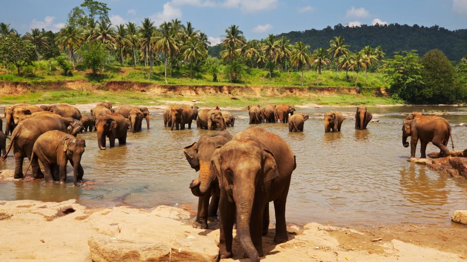 sri lanka słonie wycieczka