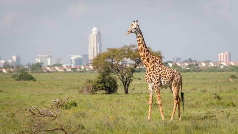 Nairobi