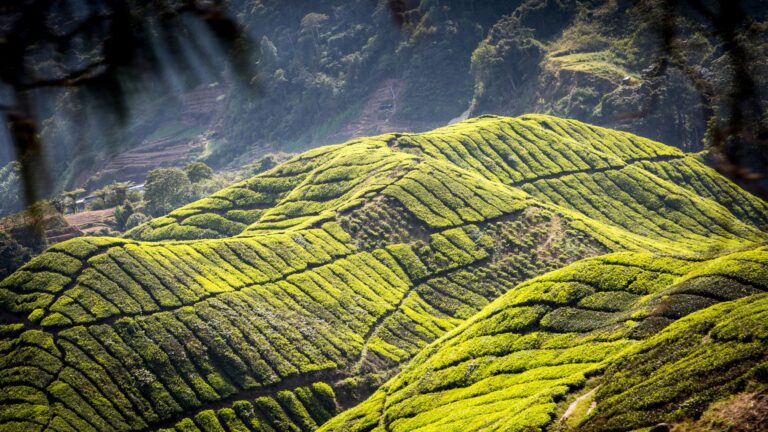 Cameron Highlands