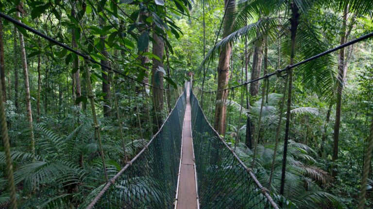 Taman Negara