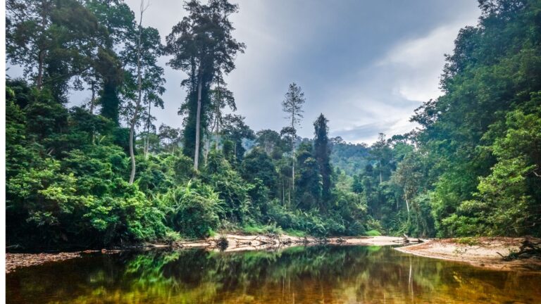 Taman Negara