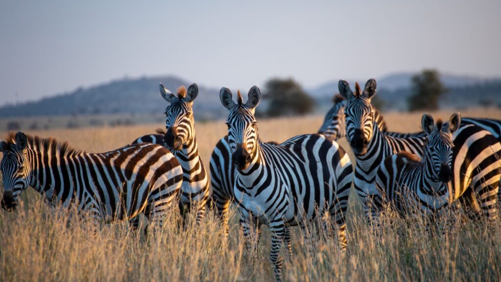 Tanzania