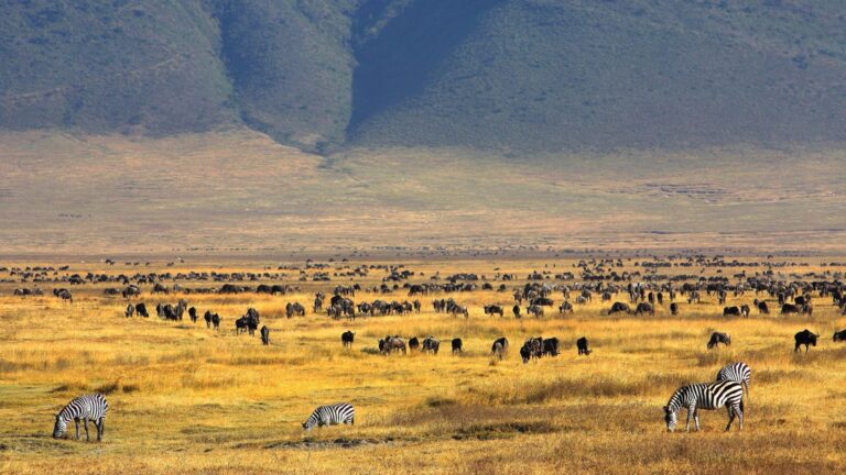 Ngorongoro
