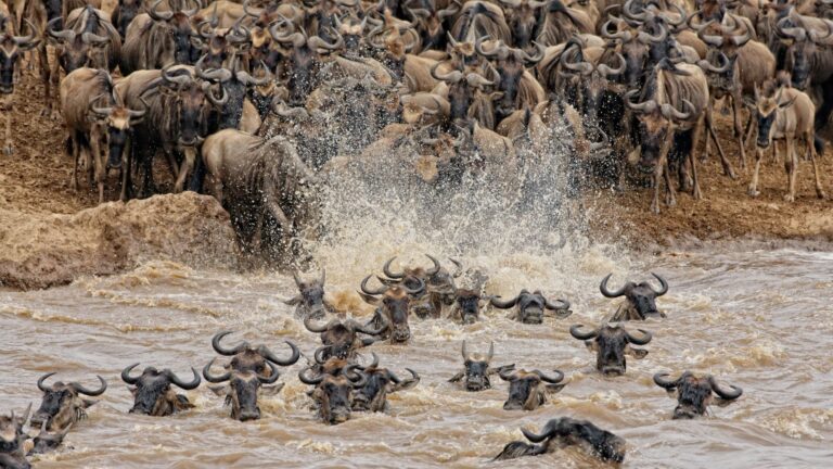 Masai Mara