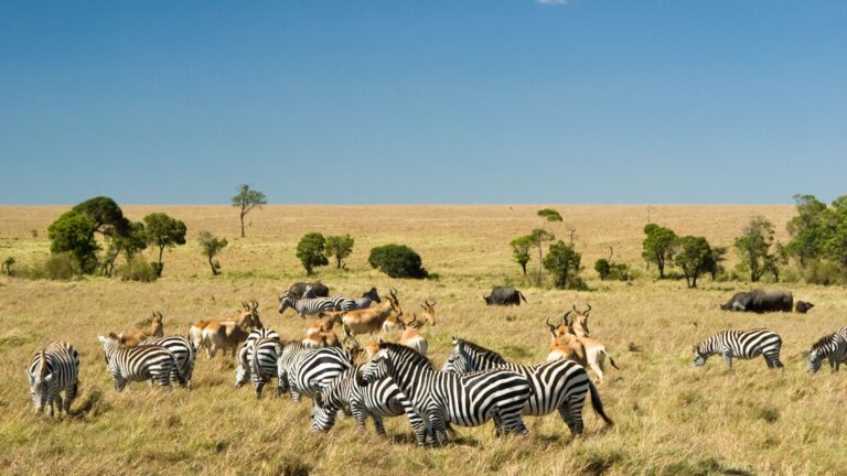 Masai Mara