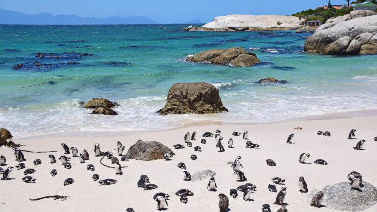 Boulders Beach