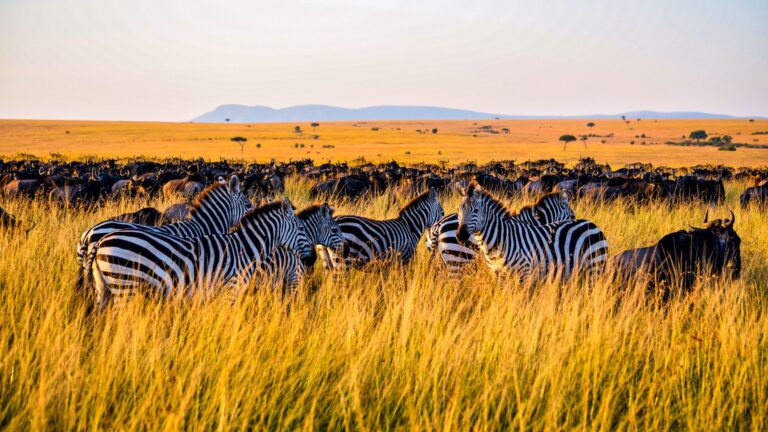 Serengeti