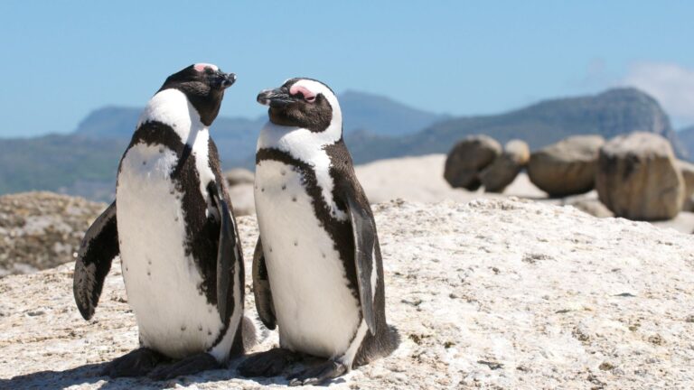 Boulders Beach