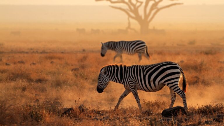 Masai Mara