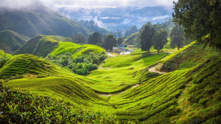 Cameron Highlands