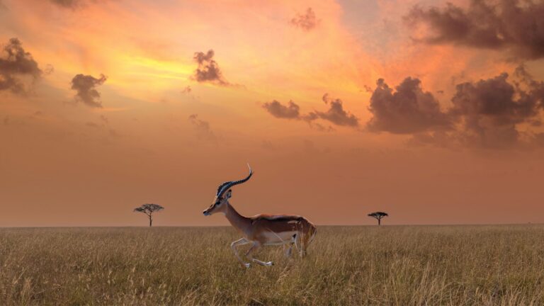 Serengeti