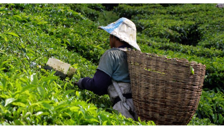 Cameron Highlands