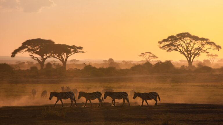 Masai Mara