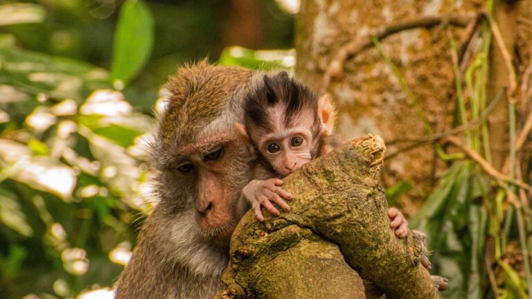 Bali Monkey Forrest
