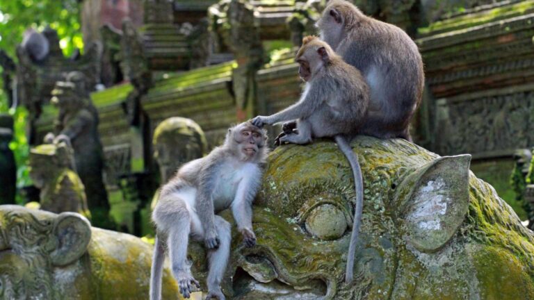 Bali Monkey Forrest